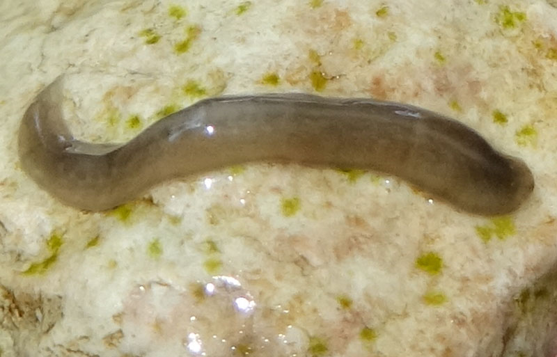 Planaria da Carbonare (TN)